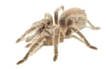 Phobia-Hypnotherapy